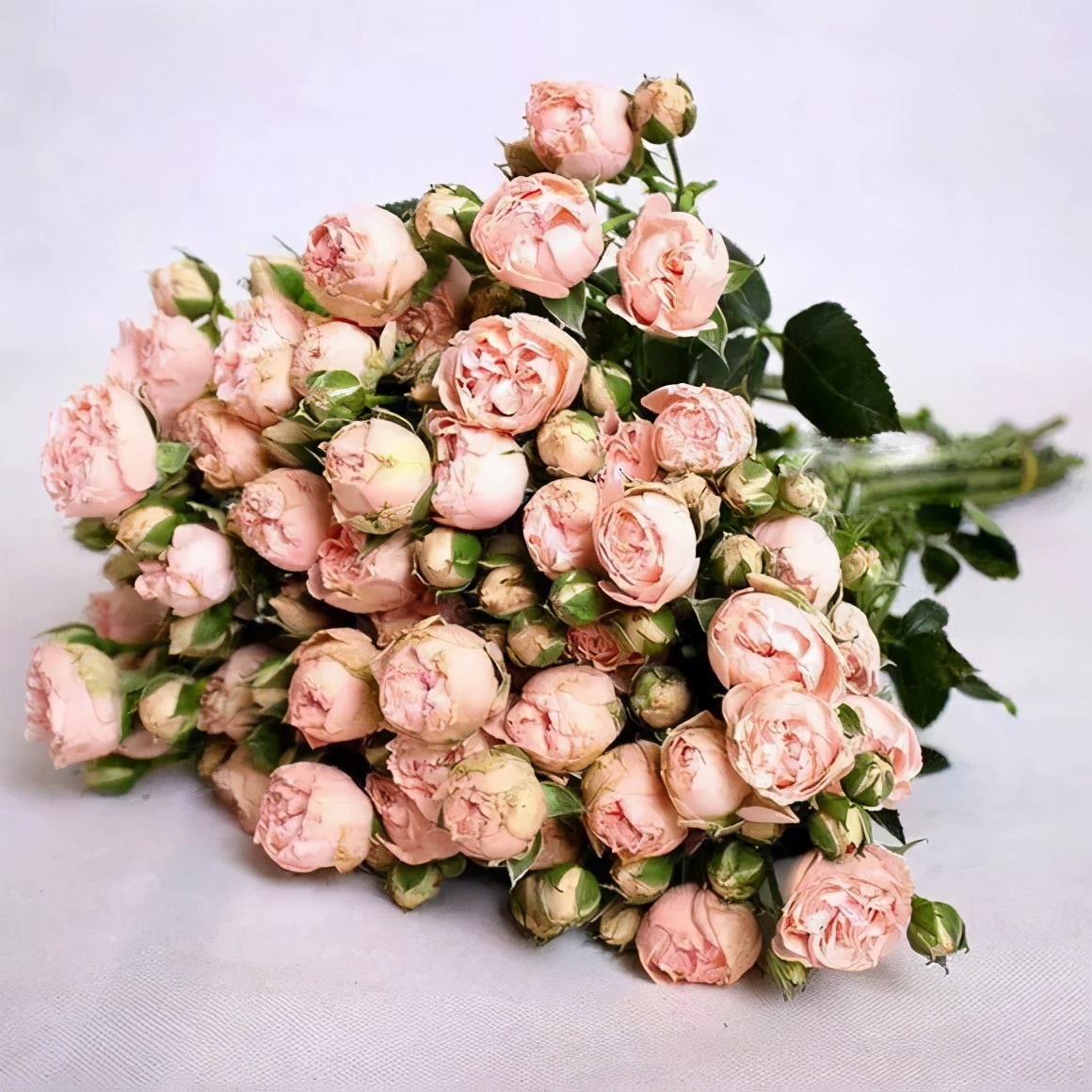 花店必备的5款玫瑰,鲜花图鉴一次性认识30种玫瑰花