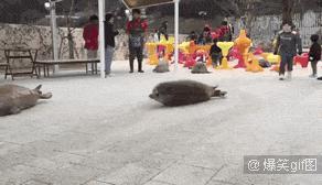 它土圆肥，却是出了名的网红