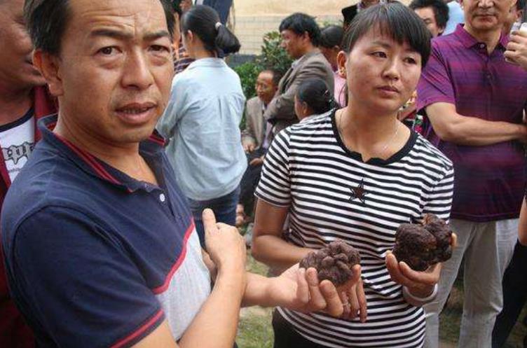 被称“煤球”,长得又丑又难闻,却为世界3大珍馐,一斤卖到600元