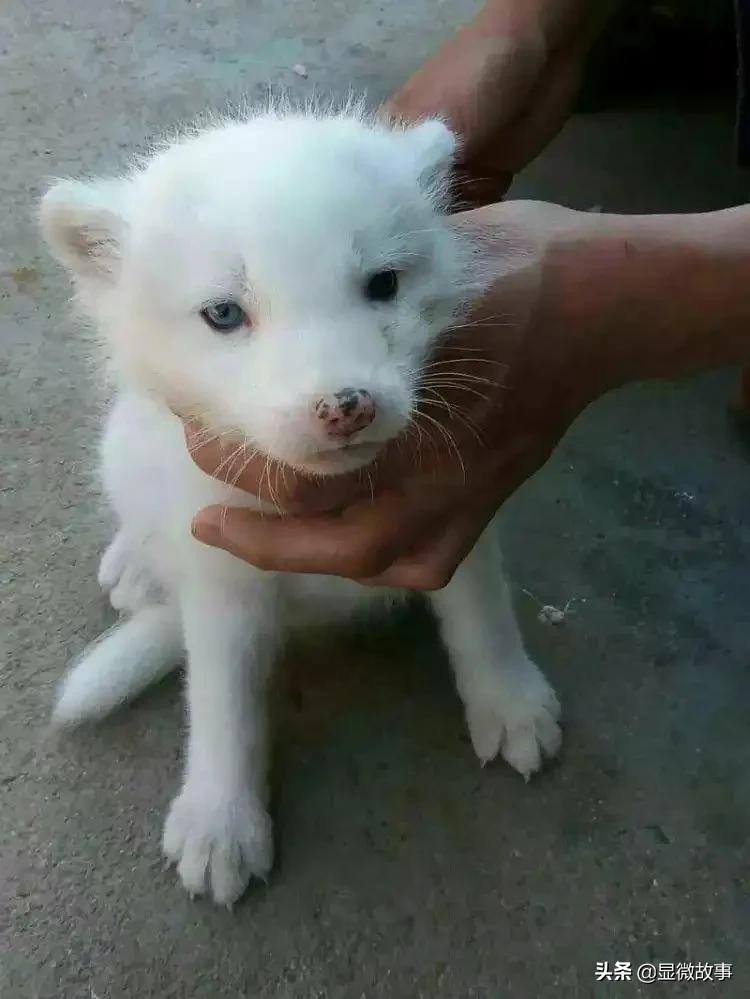 不粘人、难伺候、长得丑，但我就要养它