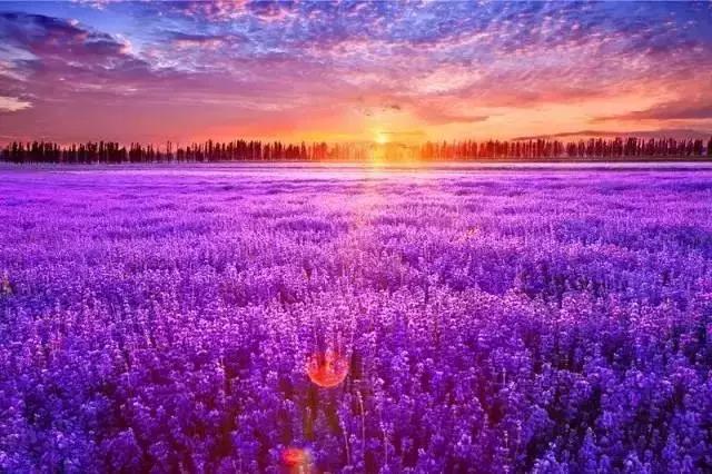 紫精灵薰衣草精油怎么用,薰衣草精油多特瑞