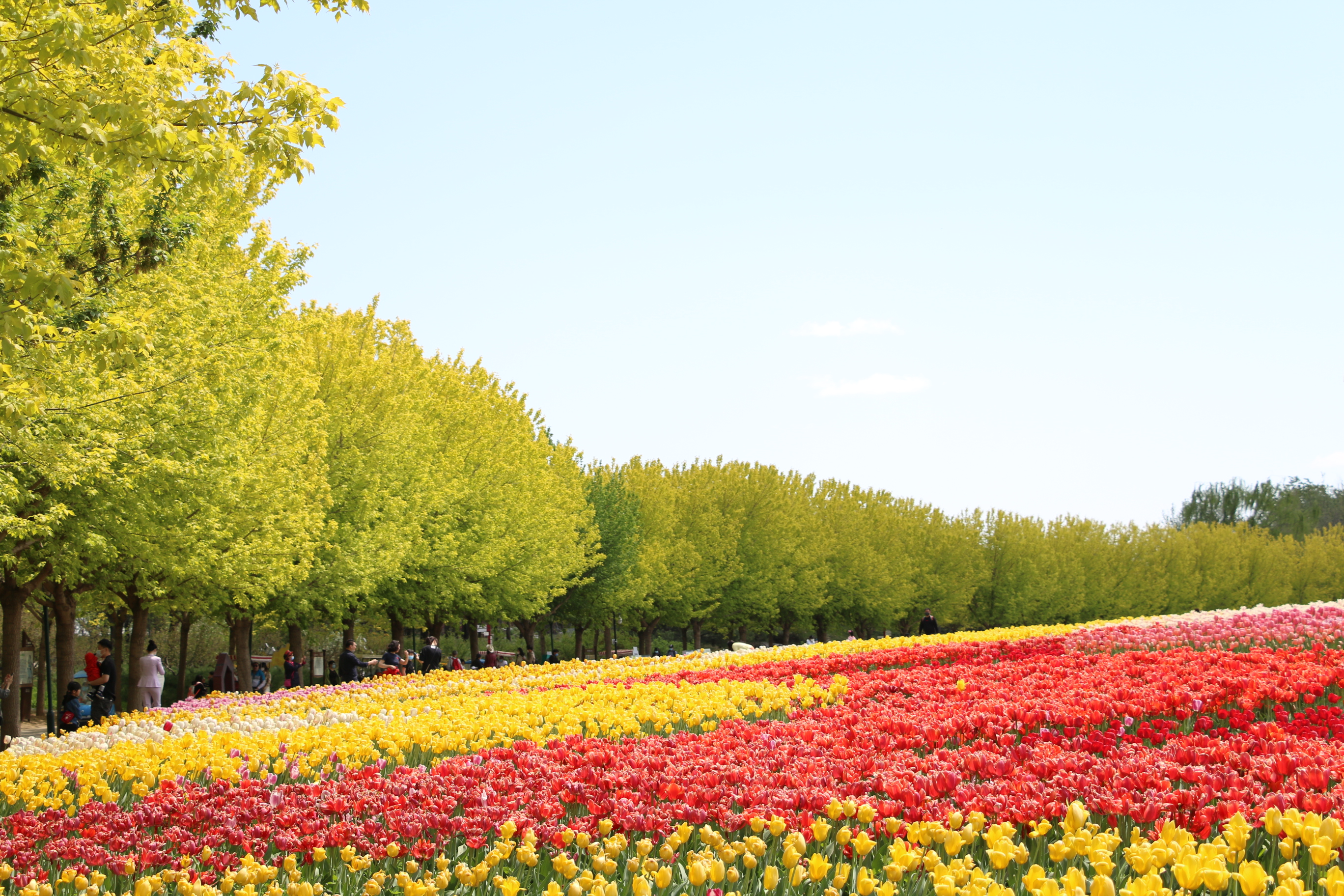游北京国际鲜花港体会,游北京国际鲜花港需要多长时间