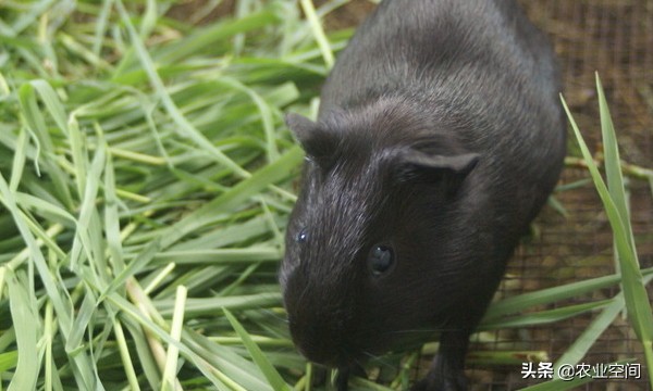 黑豚的成长环境,黑豚适合吃哪些饲料