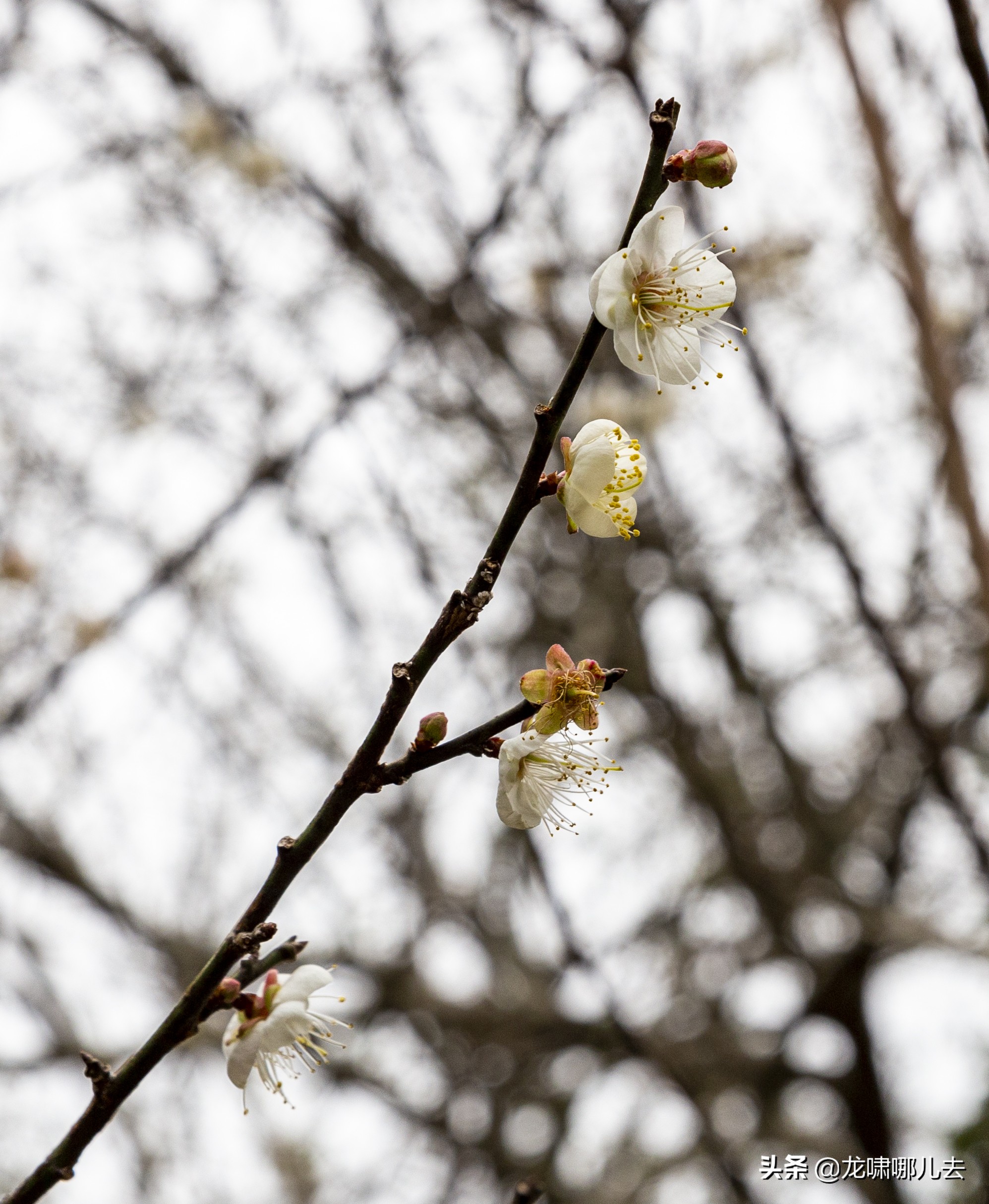 梁化梅园梅花观赏最佳时间,惠州梁化梅园看梅花时间