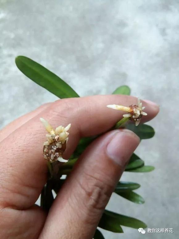 给花浇白醋会怎么样,给花浇营养液后叶子黄了