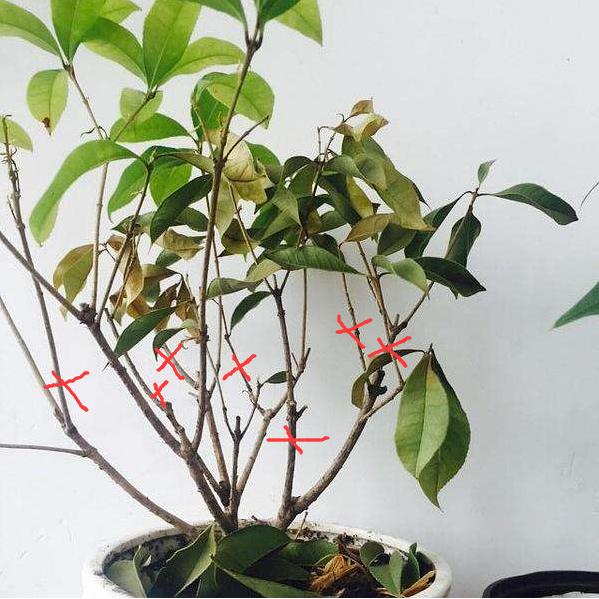 盆栽桂花怎么挽救,盆栽桂花落叶怎么补救视频