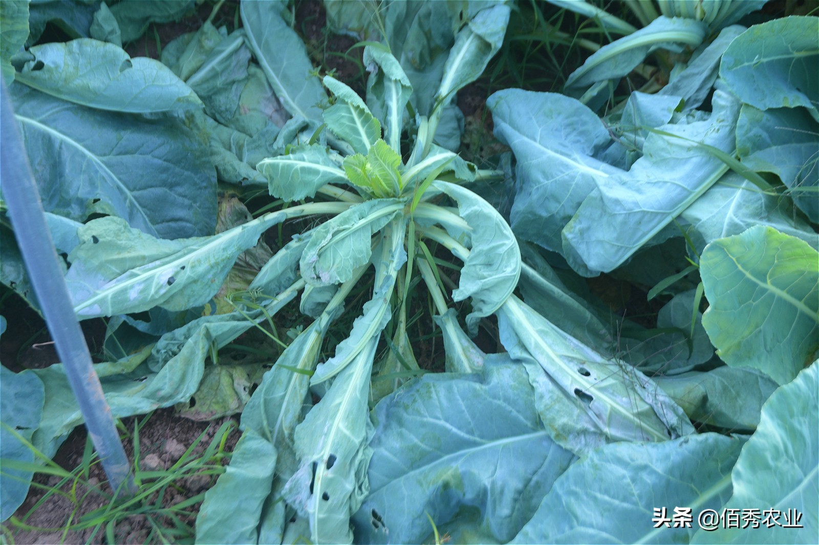 花椰菜结球期怎么管理,花椰菜结球期预防病害