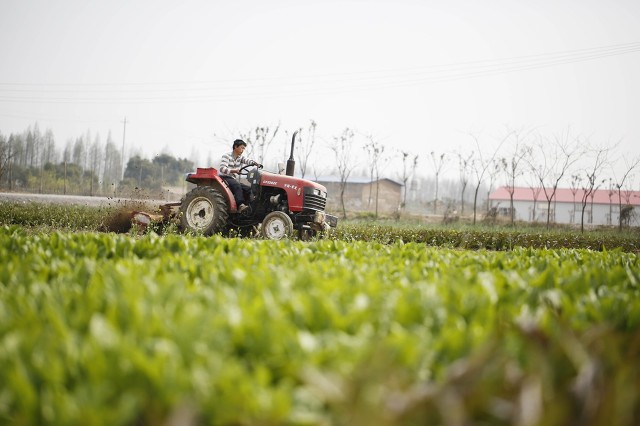 八月份最适合种的蔬菜,八月份都种什么蔬菜最合适南方