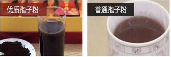 买灵芝孢子粉吃,买灵芝需要注意什么