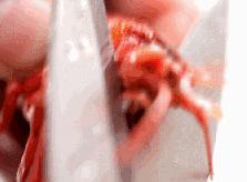 合肥龙虾馆配方大全,龙虾店的龙虾做法