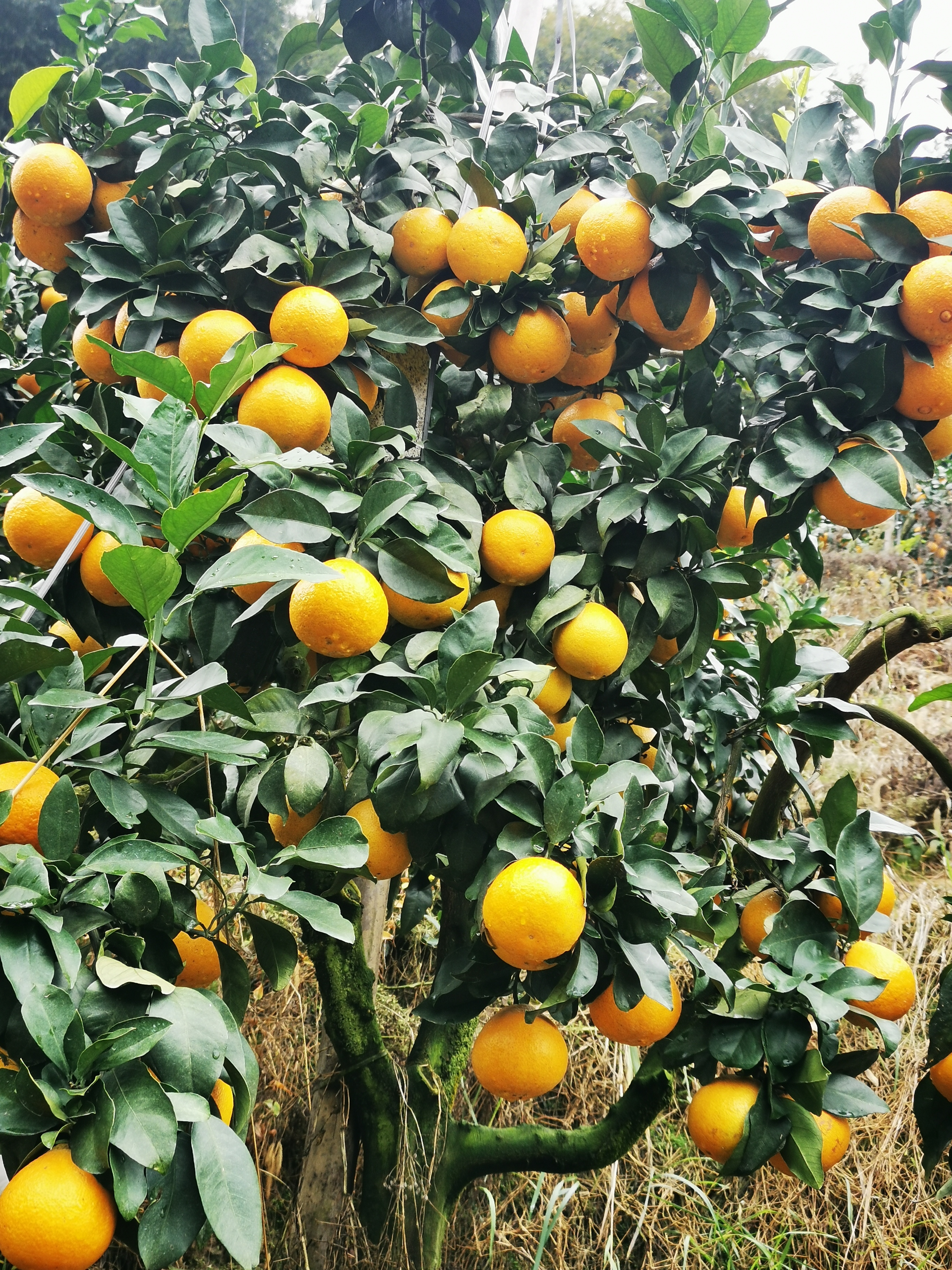 11月柑橘施肥管理要点,十一月份柑橘怎样管理