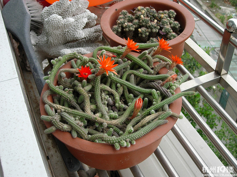 仙人指都是软塌塌的吗,仙人指软软的是怎么回事