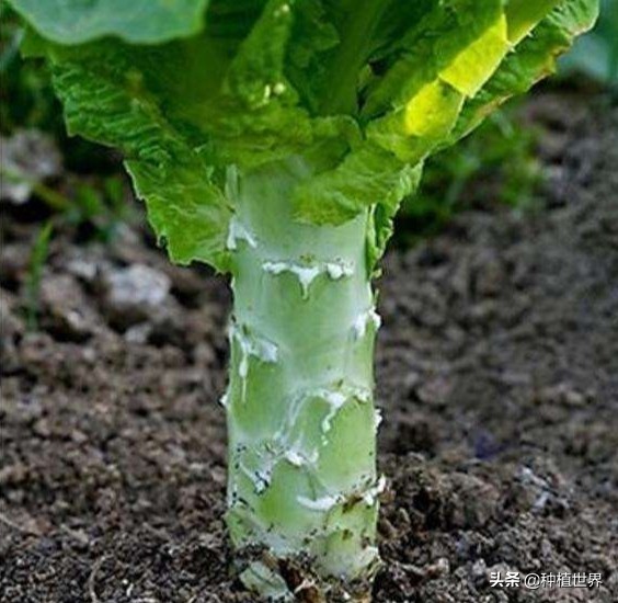 莴笋根部裂口是什么原因引起的,莴笋裂口用什么农药治疗最好