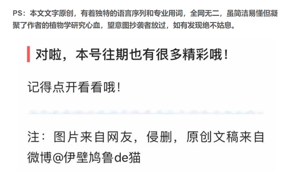 科普：清香木？胡椒木？如何区分大揭秘！十有八九你上当了