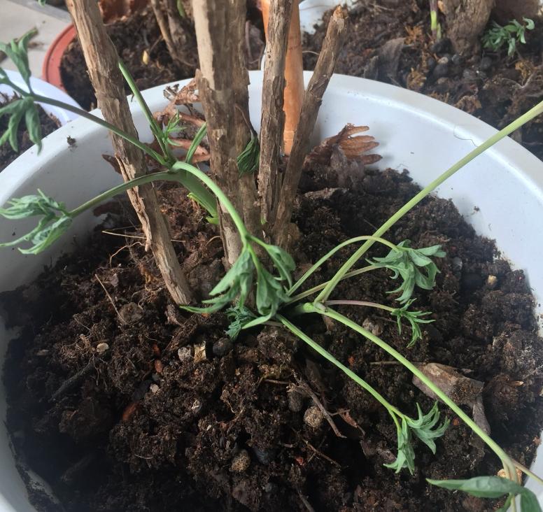 牡丹花夏天叶子落光了怎么办,牡丹花叶子打蔫怎么办