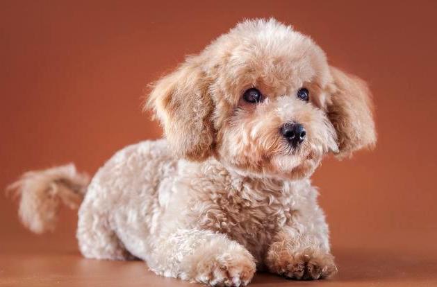 幼犬泰迪一顿吃多少,泰迪幼犬一天吃几顿最合适