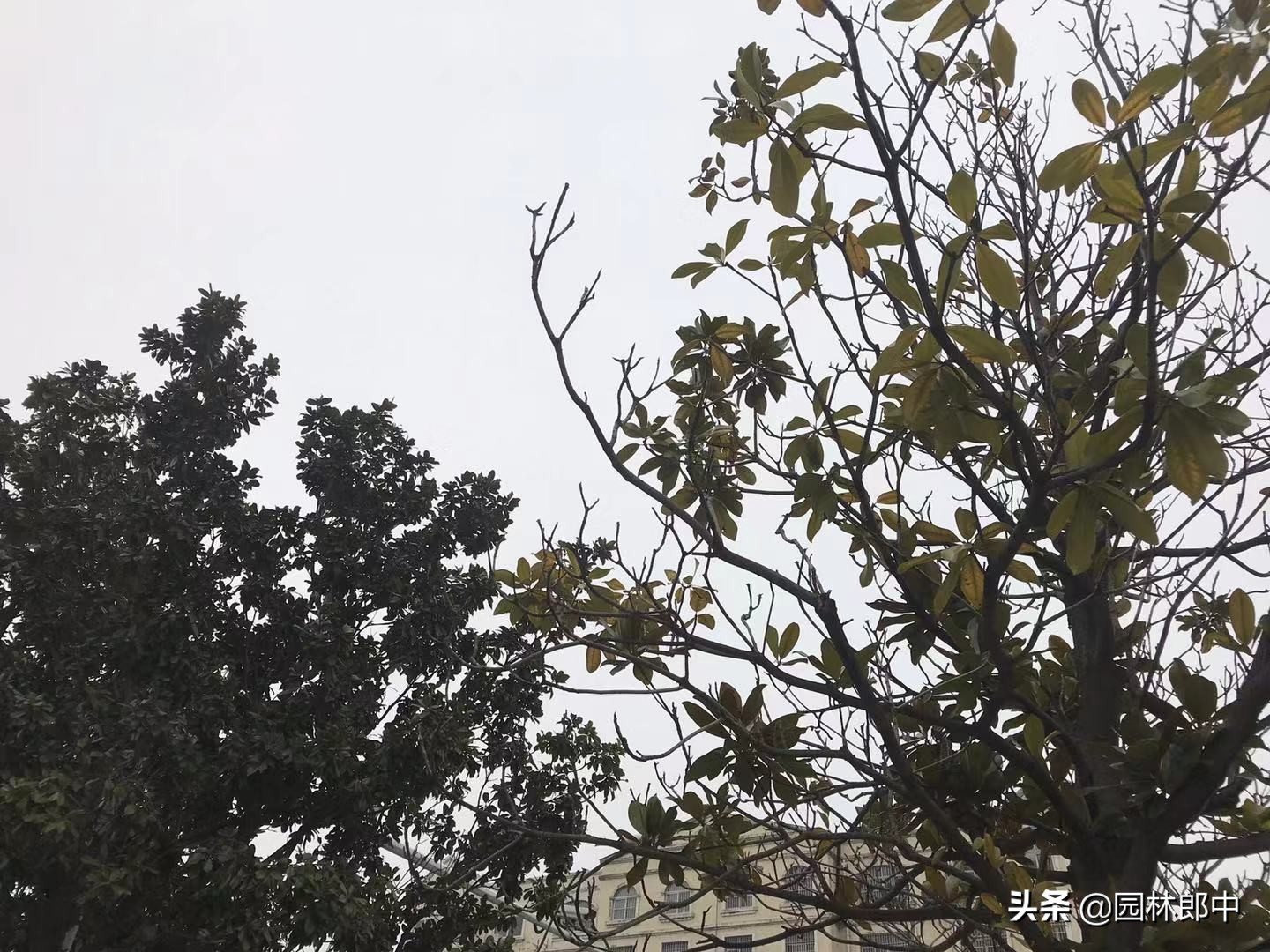 广玉兰树皮发黑怎么治疗,广玉兰树干黑斑点怎么治