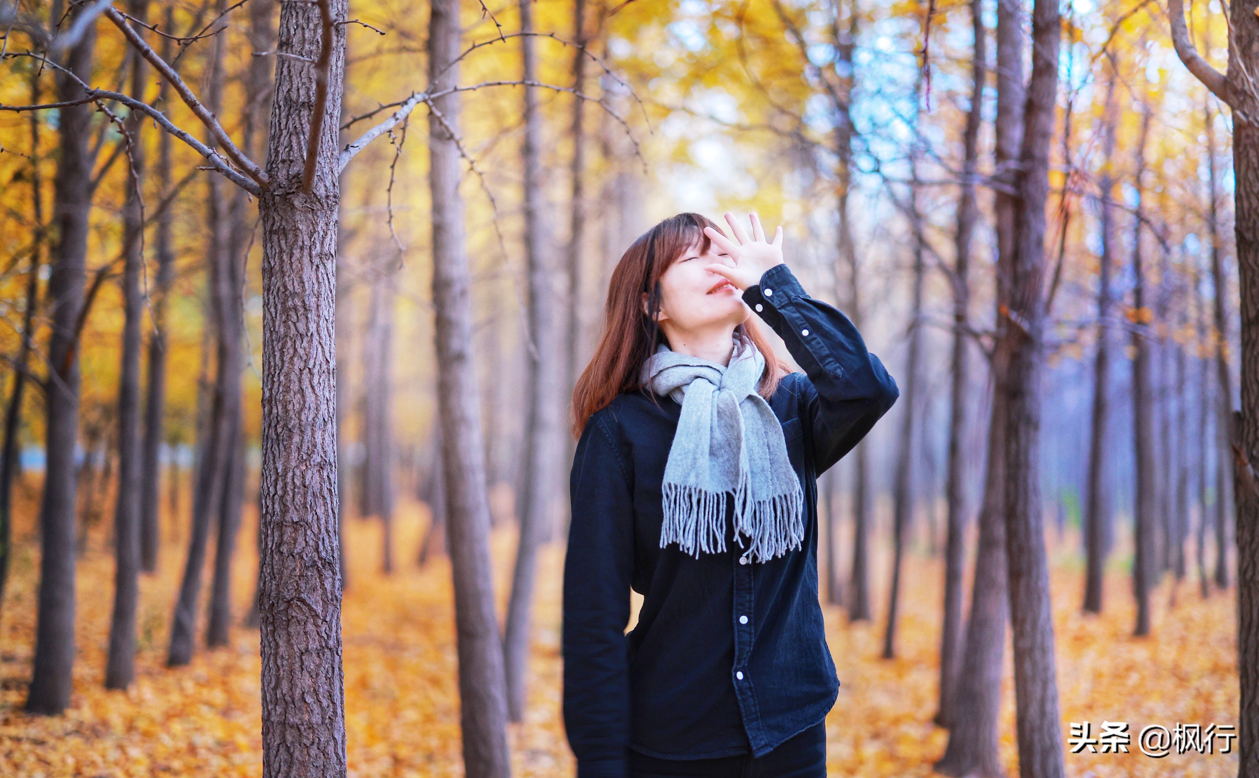 北京18个看银杏的好地方在哪,北京八大处看银杏攻略