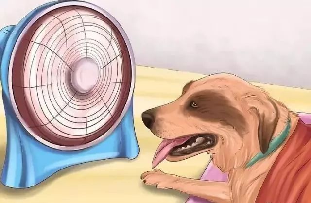 狗狗中暑后好几个小时站不起来,狗狗中暑症状和解救方法及其价格