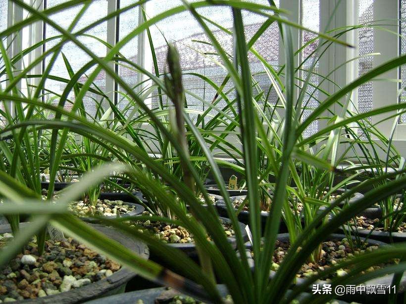 阳台养兰花怎么过夏天,新手养兰选择什么品种的兰花好