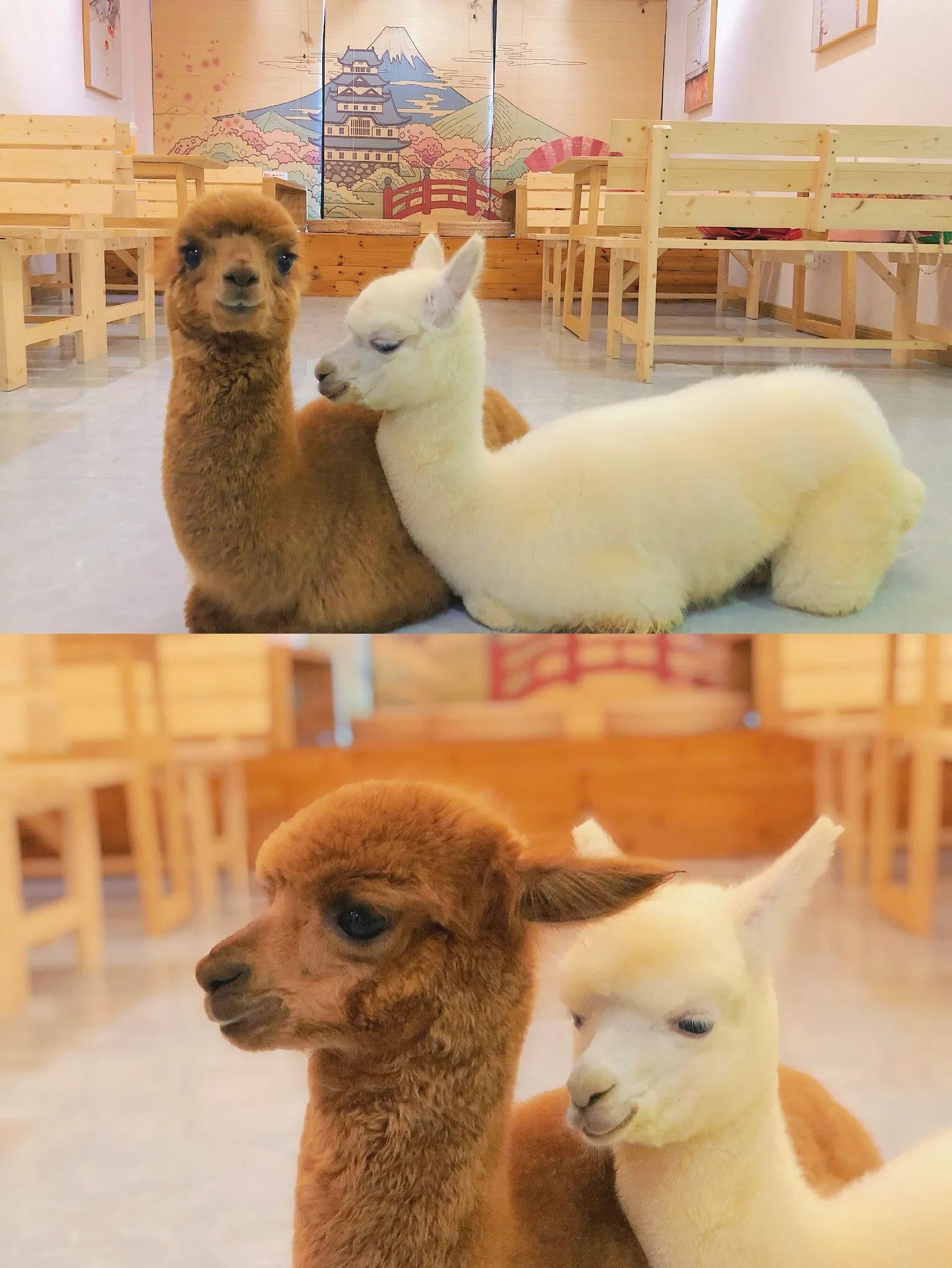 重庆探店｜换装撸猫撸羊驼撸龙猫，高萌预警