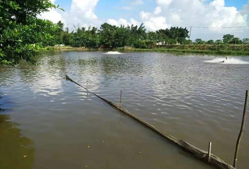 黄颡鱼烂皮如何处理,黄颡鱼烂背鳍原因