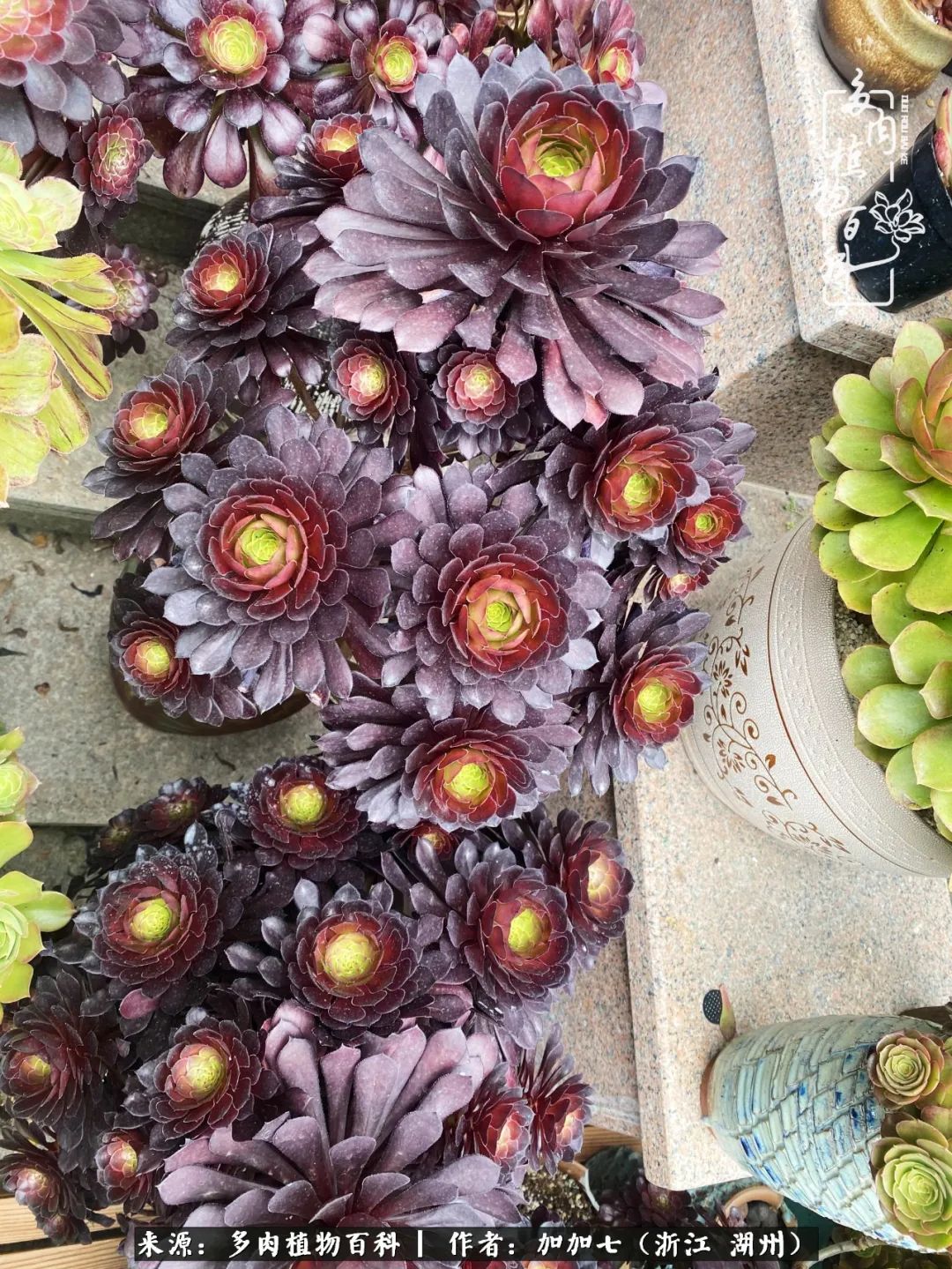 没根的法师夏天怎么养,五法师阵容