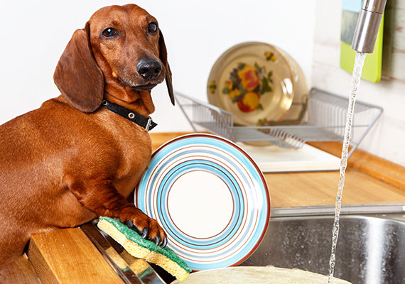 狗狗拉肚子呕吐的十大原因,狗狗经常呕吐拉肚子怎么回事