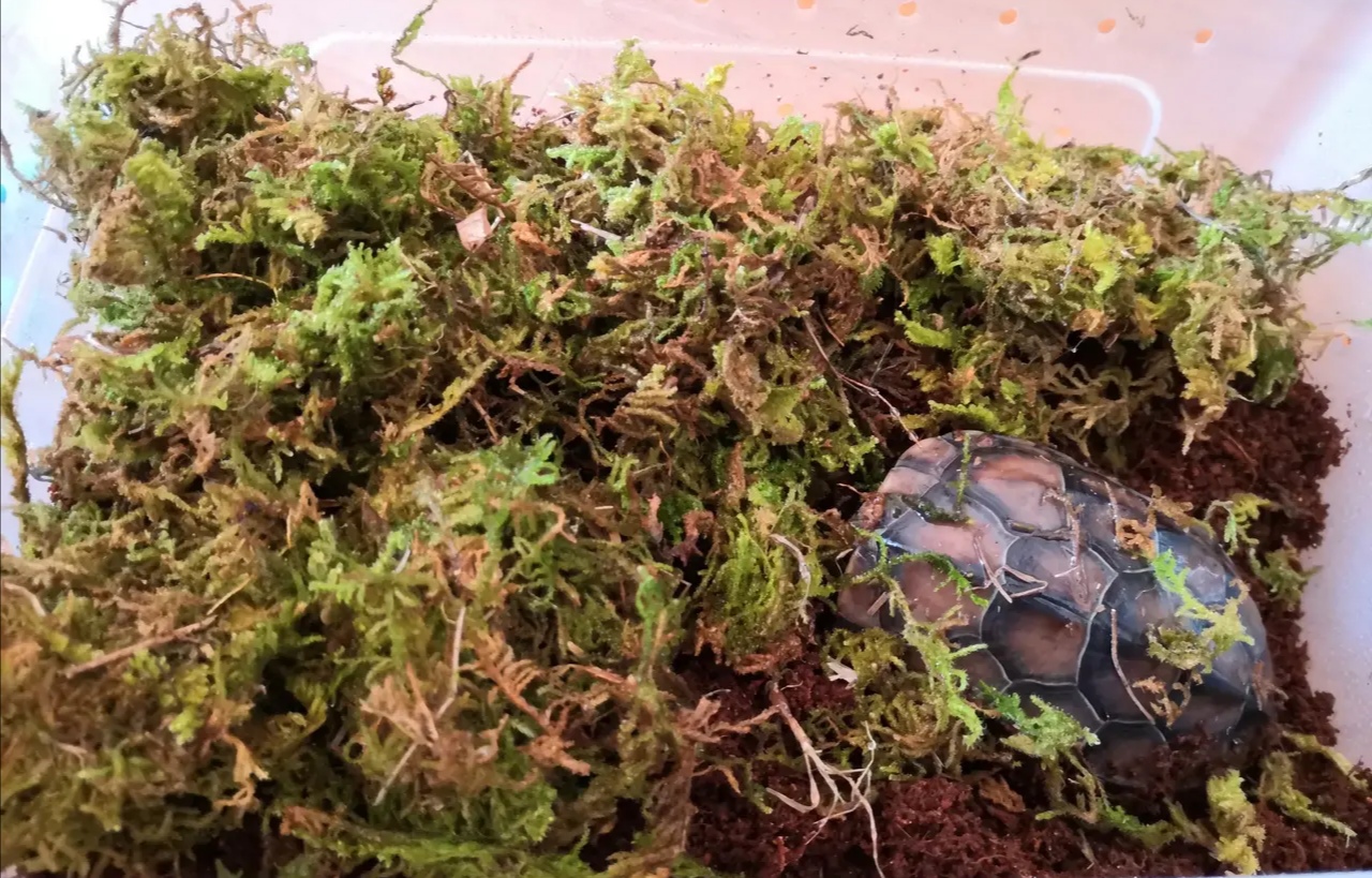 “熬过了天灾,却没躲过*祸人**!”放生成了送命,对不起,小乌龟