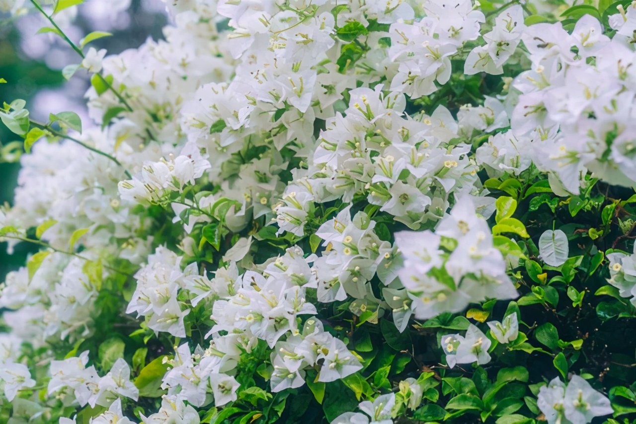 西双版纳曼听公园御花园,曼听公园西双版纳网红景点