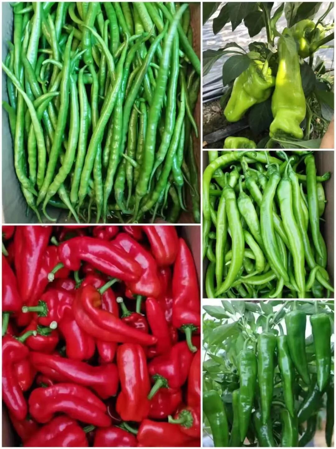 宁都千椒百味,宁都特色菜青菜