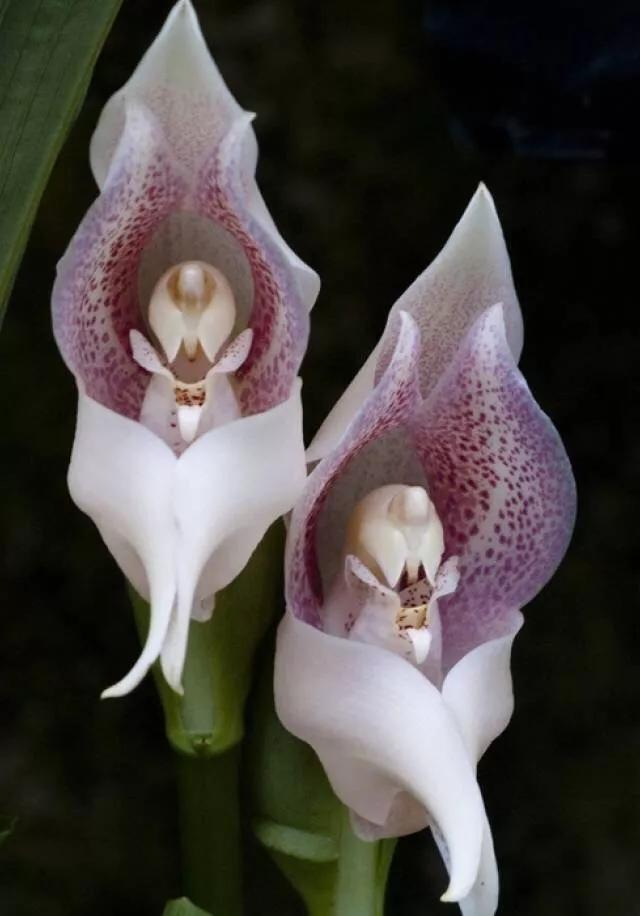 顶级珍稀兰花品种大全视频,珍稀兰花摄影