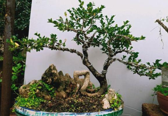 网购黄杨上盆后20天后黄叶怎么办,黄杨盆景黄叶怎么办