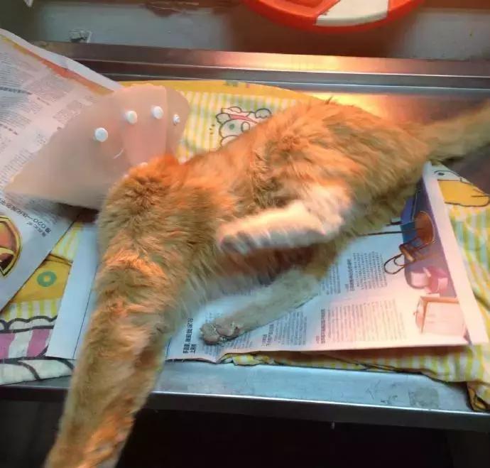 福懋宠物医院最新视频,宠物医院福懋