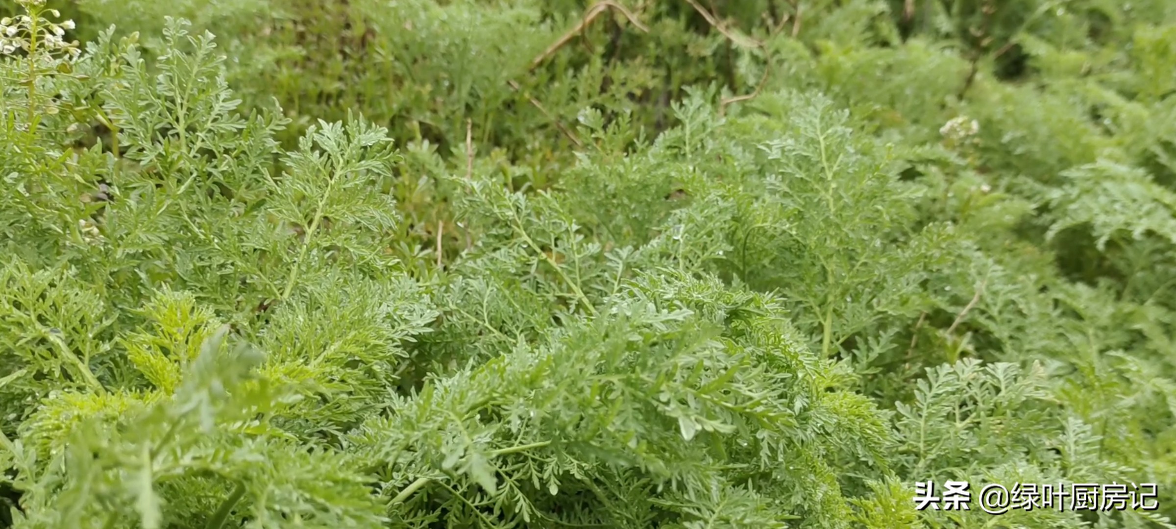 野菜米蒿的做法,野菜米米蒿蒸多长时间