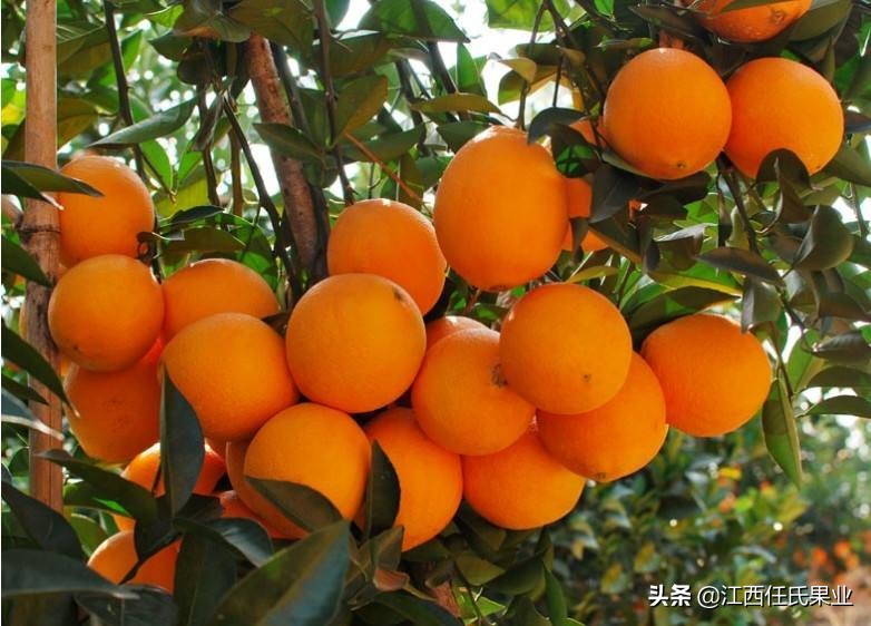 哪个品种的橙最好吃,国内橙子品质排行榜