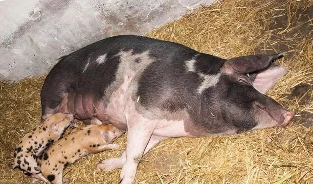 猪低温喂什么升温,猪低温回升后用什么药