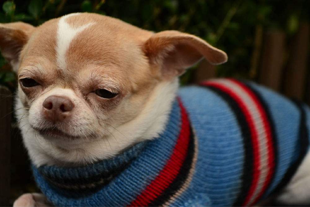 狗狗如何保养牙齿不口臭,狗狗牙齿脏又不让刷牙怎么办