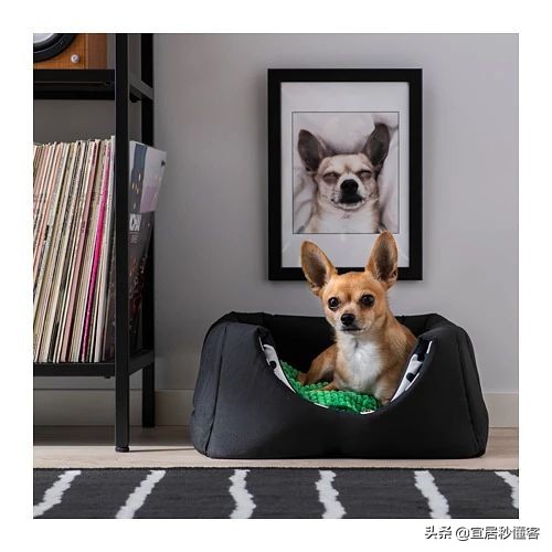 宜家最好用的宠物,宜家中可以给宠物购买的物品