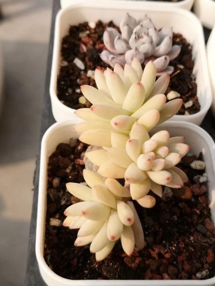 多肉一个月对比照,多肉30天前后对比图