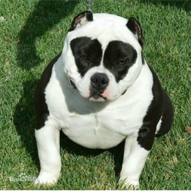 宠物狗大全免费观看,什么狗最好养又听话又聪明大型犬