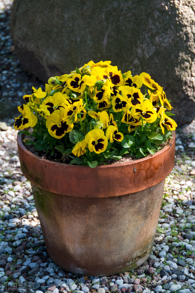 买花入门基础知识,一招教你买花不踩坑