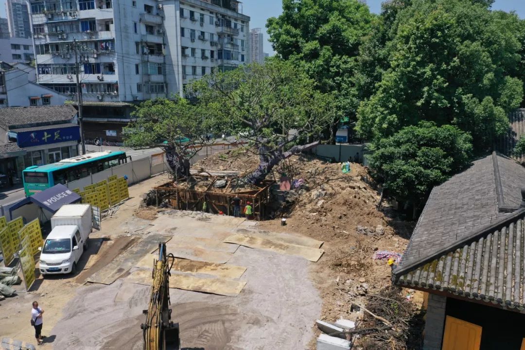 温州望江路上那棵125岁大榕树今天“搬家”!只因…