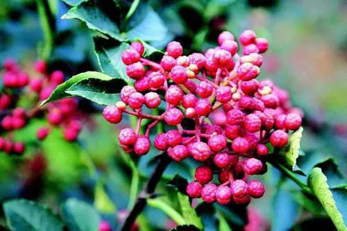 花椒红了,花椒红了陕西富平