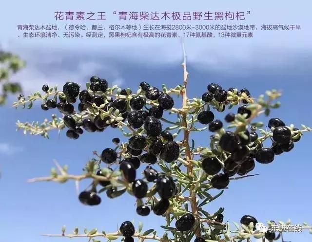 黑枸杞什么时候吃最合适,黑枸杞怎样吃简单又营养