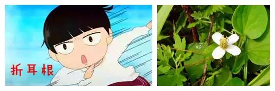 贵阳美食不放折耳根,与折耳根媲美的各省美食