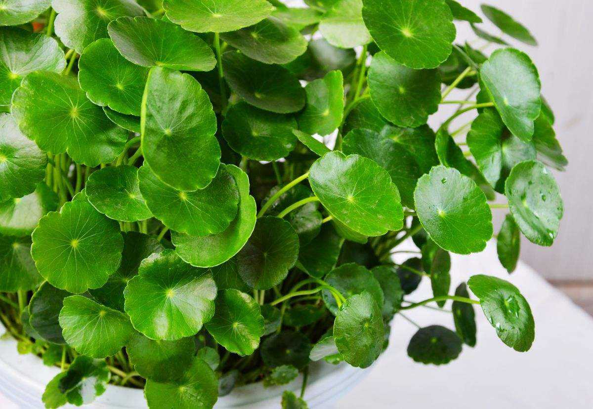 金钱草的种植技术和方法,金钱草种植技术及图片