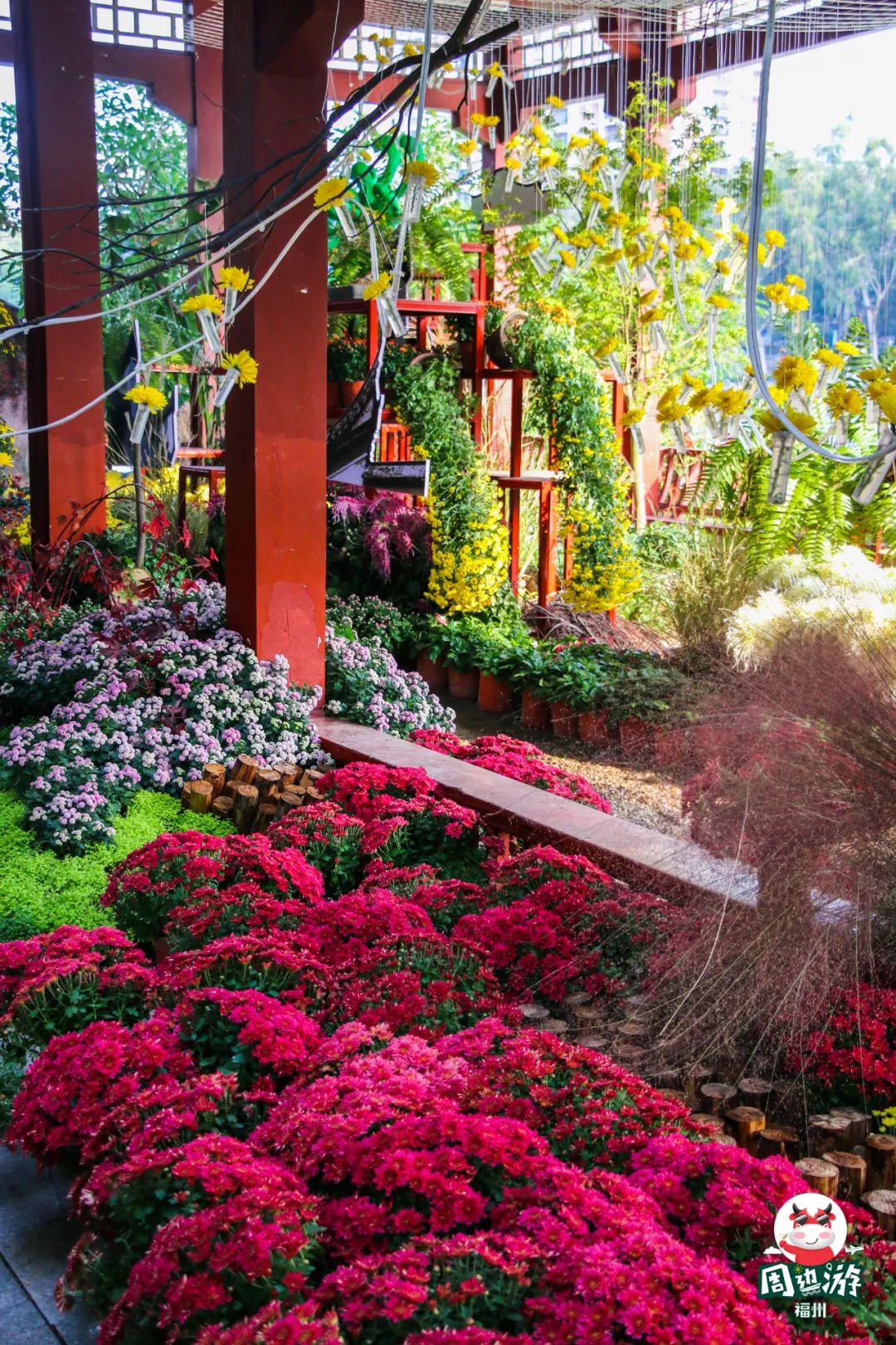 福州菊花展21年还有吗,福州西湖菊花展人山人海