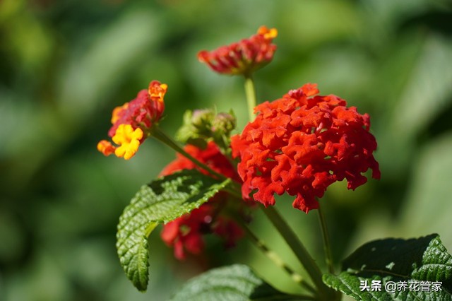 美女樱6个系列，你认识哪一种？