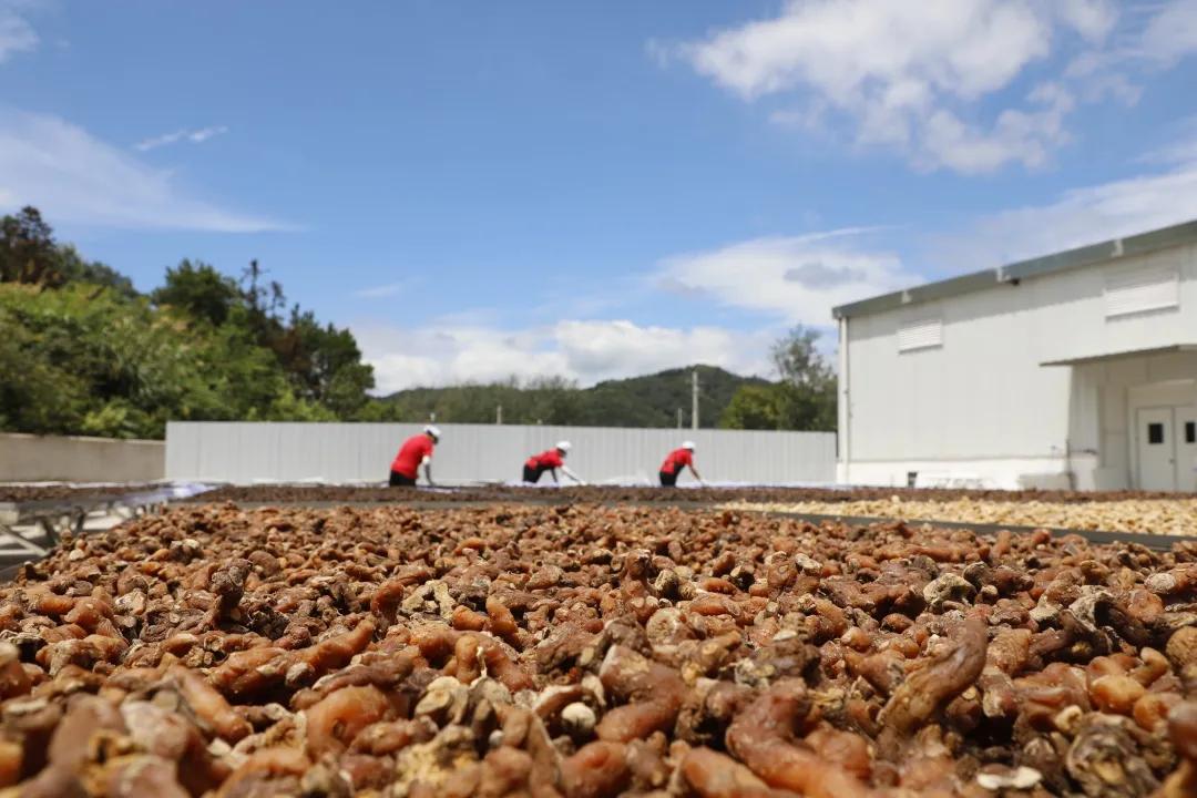 江西深山里，有人正布局黄精产业，想不到他还是一位跨界新农人